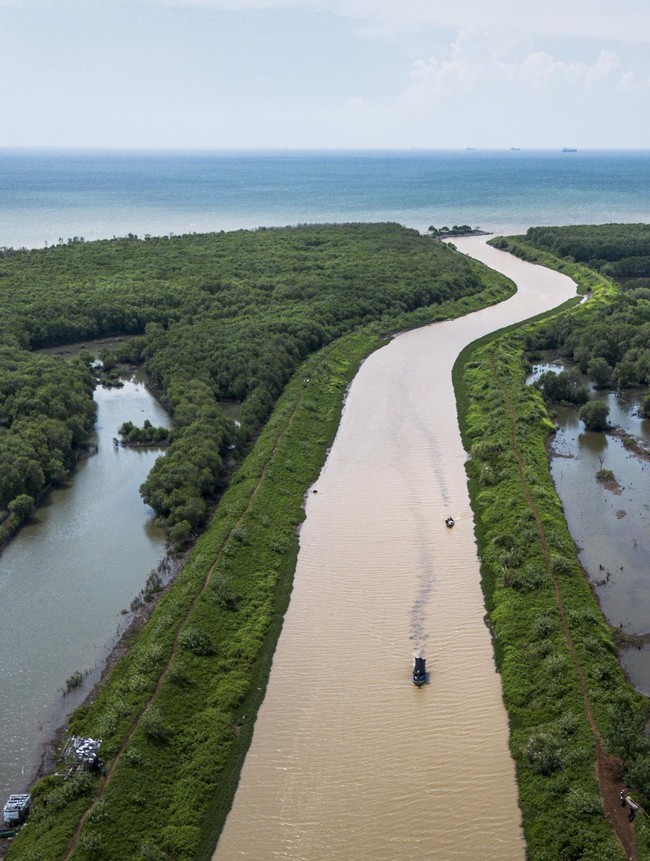 Pesona Mangrove Tapak Semarang, Lindungi Pesisir dan Dongkrak Wisata