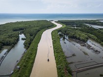 Pesona Mangrove Tapak Semarang, Lindungi Pesisir dan Dongkrak Wisata