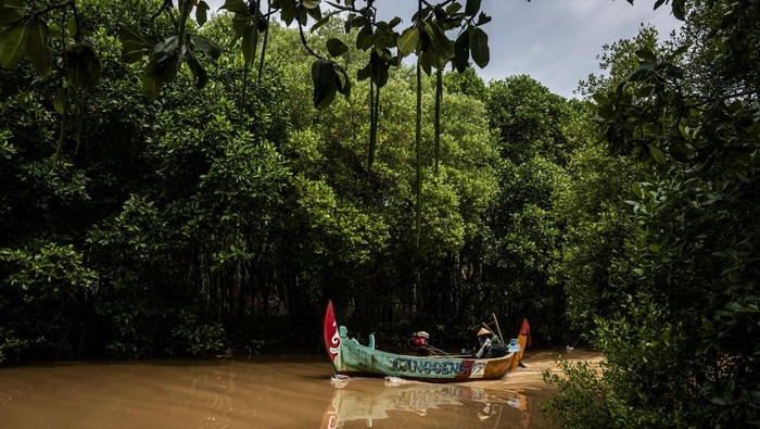 Nelayan menggunakan perahunya melintasi kawasan Mangrove Tapak, Tugu, Semarang, Jawa Tengah, 
