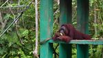 Menengok Kehidupan Orang Utan Morio di Samboja Lestari Kaltim