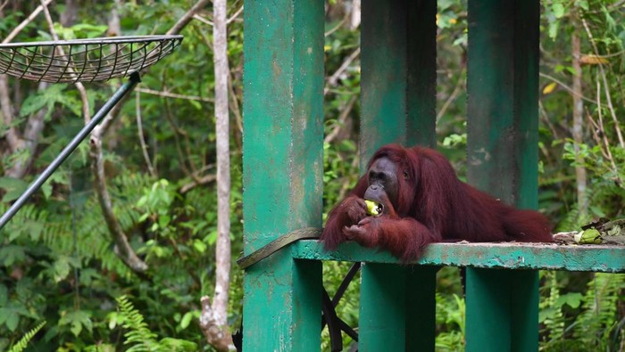 Satu individu orangutan morio (Pongo pygmaeus morio) berada di kawasan Pusat Rehabilitasi Samboja Lestari, Kutai Kartanegara, Kalimantan Timur, Rabu (29/4/2026). Berdasarkan data Yayasan Borneo Orangutan Survival Foundation (BOSF), kawasan konservasi seluas 1.853 hektare yang menjadi habitat bagi 111 orang utan, 75 beruang madu, dan bermacam satwa lainnya tersebut terancam oleh berbagai aktivitas alih fungsi lahan seperti tambang dan perkebunan. ANTARA FOTO/Angga Palguna