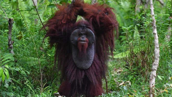 Satu individu orangutan morio (Pongo pygmaeus morio) berada di kawasan Pusat Rehabilitasi Samboja Lestari, Kutai Kartanegara, Kalimantan Timur, Rabu (29/4/2026). Berdasarkan data Yayasan Borneo Orangutan Survival Foundation (BOSF), kawasan konservasi seluas 1.853 hektare yang menjadi habitat bagi 111 orang utan, 75 beruang madu, dan bermacam satwa lainnya tersebut terancam oleh berbagai aktivitas alih fungsi lahan seperti tambang dan perkebunan. ANTARA FOTO/Angga Palguna