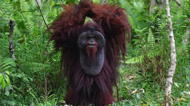Potret Kehidupan Orangutan Morio di Samboja Lestari yang Kian Terancam Satu individu orangutan morio (Pongo pygmaeus morio) berada di kawasan Pusat Rehabilitasi Samboja Lestari, Kutai Kartanegara, Kalimantan Timur, Rabu (29/4/2026). Berdasarkan data Yayasan Borneo Orangutan Survival Foundation (BOSF), kawasan konservasi seluas 1.853 hektare yang menjadi habitat bagi 111 orang utan, 75 beruang madu, dan bermacam satwa lainnya tersebut terancam oleh berbagai aktivitas alih fungsi lahan seperti tambang dan perkebunan. ANTARA FOTO/Angga Palguna