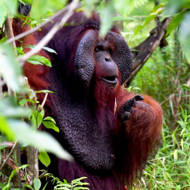 Potret Kehidupan Orangutan Morio di Samboja Lestari yang Kian Terancam