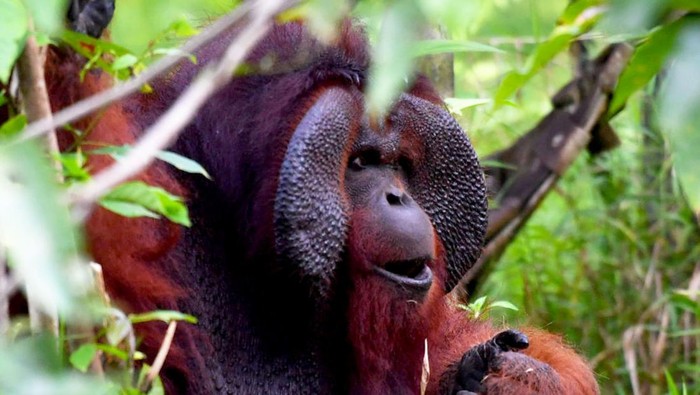 Satu individu orangutan morio (Pongo pygmaeus morio) berada di kawasan Pusat Rehabilitasi Samboja Lestari, Kutai Kartanegara, Kalimantan Timur, Rabu (29/4/2026). Berdasarkan data Yayasan Borneo Orangutan Survival Foundation (BOSF), kawasan konservasi seluas 1.853 hektare yang menjadi habitat bagi 111 orang utan, 75 beruang madu, dan bermacam satwa lainnya tersebut terancam oleh berbagai aktivitas alih fungsi lahan seperti tambang dan perkebunan. ANTARA FOTO/Angga Palguna