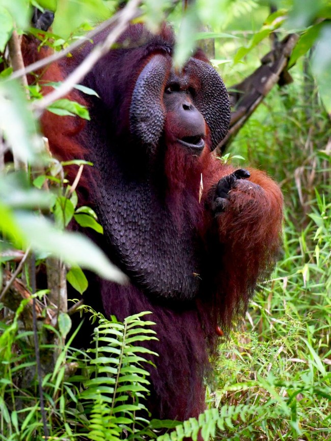 Potret Kehidupan Orangutan Morio di Samboja Lestari yang Kian Terancam