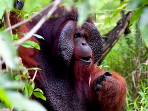 Studi Ungkap Suara Orang Utan Bisa Berubah Akibat Kabut Asap Karhutla