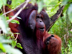 Studi Ungkap Suara Orang Utan Bisa Berubah Akibat Kabut Asap Karhutla