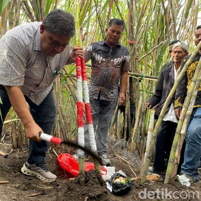 Selamatan Petik Tebu Tanda Dimulainya Musim Giling
