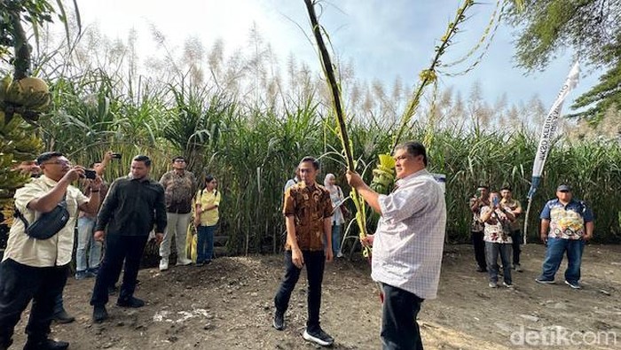 Tradisi ritual petik tebu di Kediri