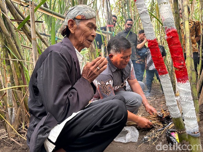 Tradisi ritual petik tebu di Kediri