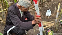 Pemuka adat memimpin doa saat ritual Selamatan Petik Tebu di Kebun Dhoho, Kediri.