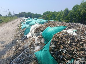 Limbah Cangkang Kerang Hijau Menumpuk di Cirebon, Pemkab Cari Solusi