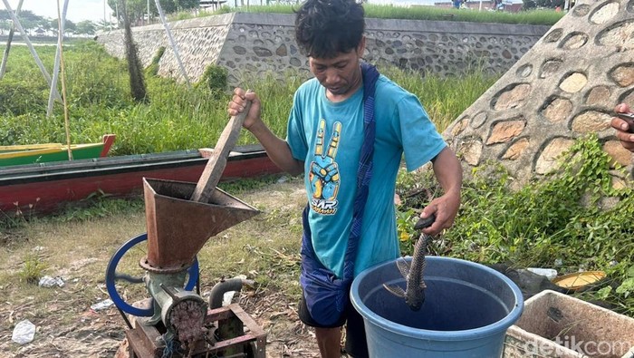 Warga di Sidrap mengolah ikan sapu-sapu untuk dijadikan pakan ternak bebek.