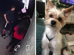 9 Tren TikTok Berbahaya yang Berujung Hilangnya Nyawa