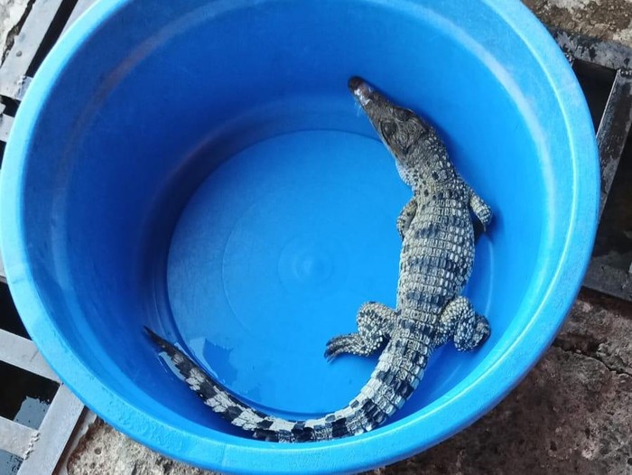 Buaya yang dievakuasi dari bantaran Sungai Opak Bantul, Jumat (1/5/2026).