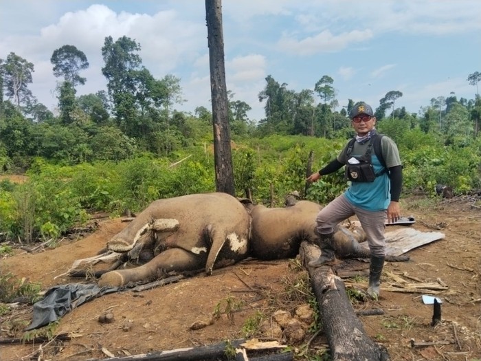 Gajah yang ditemukan mati di kawasan hutan produksi Mukomuko, Bengkulu