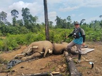 Soroti Kematian Gajah Sumatra, Pakar IPB: Banyak Habitat Berubah Jadi Kebun Sawit