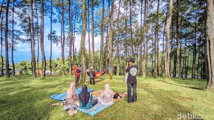 Hutan Pinus Darmacaang Ciamis