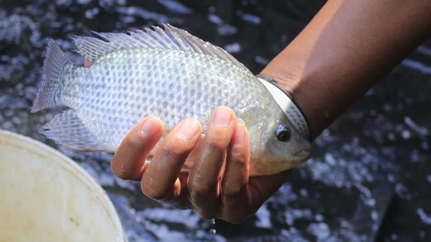 Ikan Nila. (Dok. Detikcom/Yudha Maulana)