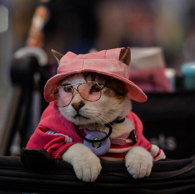 Serunya Pet Fest 2026, Hewan Peliharaan Ikut Pamer Gaya