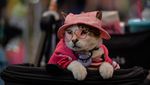 Serunya Pet Fest 2026, Hewan Peliharaan Ikut Pamer Gaya