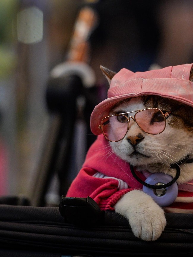 Serunya Pet Fest 2026, Hewan Peliharaan Ikut Pamer Gaya