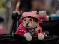 Serunya Pet Fest 2026, Hewan Peliharaan Ikut Pamer Gaya