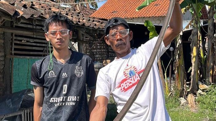 Ular kobra yang dievakuasi dari kandang ayam di Kajen, Cawas, Klaten, Jumat (1/5/2026).