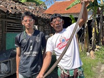 Ular Kobra 1,3 Meter Diamankan Usai Santap Telur Ayam di Klaten