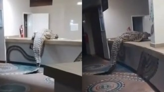 Menegangkan..., Buaya 3,9 Meter Masuk Dapur Hotel