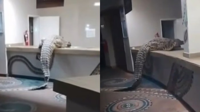 Buaya Raksasa Masuk Hotel Mewah