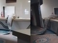 Ngeri! Buaya Raksasa Masuk Dapur Hotel Mewah, Heboh di Medsos