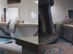 Ngeri! Buaya Raksasa Masuk Dapur Hotel Mewah, Heboh di Medsos