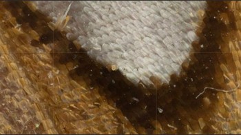 Foto ini terlihat seperti lapisan sisik ikan. Tebak apa ini? Sebenarnya, ini adalah sayap kupu-kupu Gulf Leopard. Foto: via Sina Mobile