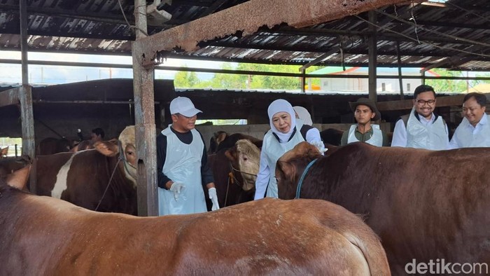 Gubernur Khofifah Indar Parawansa bersama Kadis Peternakan Jatim Indiyah dan Wabup Nganjuk Trihandy Cahyo Saputro meninjau sapi kurban di Nganjuk
