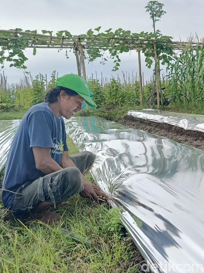 Kenaikan Plastik Mulsa Hingga 40 % Dikeluhkan Petani di Lumajang