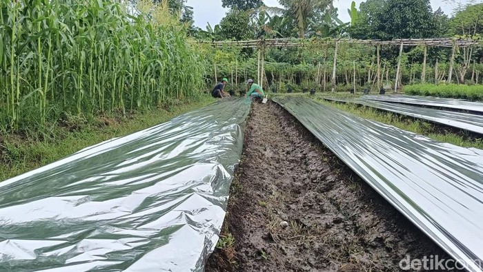 Harga plastik mulsa naik petani Lumajang mengeluh