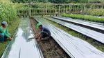 Kenaikan Plastik Mulsa Hingga 40 % Dikeluhkan Petani di Lumajang