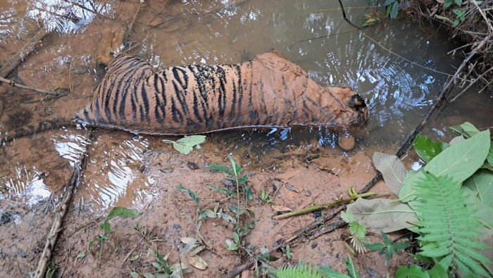 Harimau Sumatera yang ditemukan mati di aliran sungai Bengkulu.