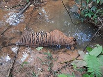 Harimau Sumatera Ditemukan Mati di Aliran Sungai Bengkulu, BKSDA Turunkan Tim