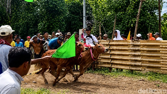 Karapan sapi di Pamekasan, Madura