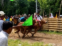 Meriahnya Karapan Sapi Murtajih 2026 Jadi Magnet Baru Pamekasan