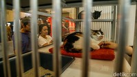 Di sisi lain, Lifestyle District menghadirkan nuansa gaya hidup urban yang menggabungkan tren, brand, dan pengalaman bagi pecinta hewan masa kini. 