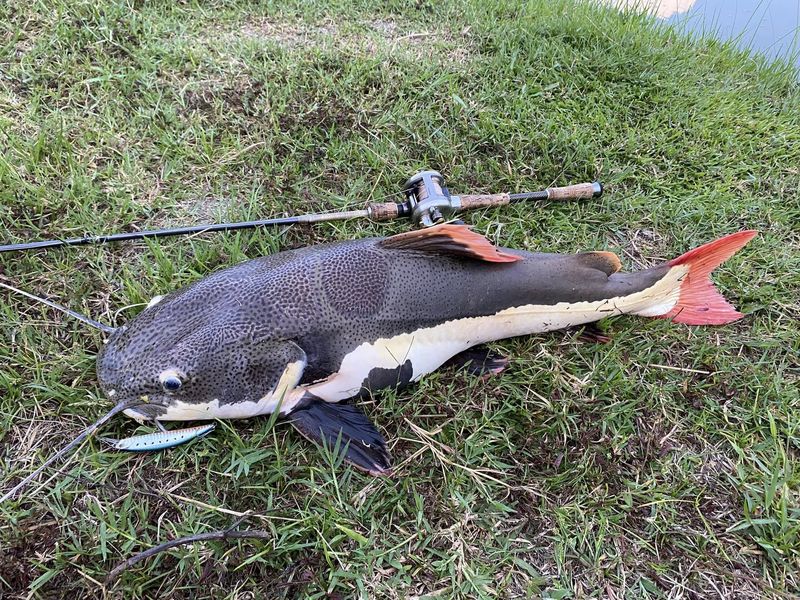 Modal Rp 960 Ribu, Pulang Bawa Rp 4,3 Miliar! Kisah Hoki Pemancing Lele Raksasa