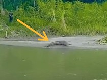 Buaya di Sungai Sulbar Ramai-ramai Diburu Pakai Tombak, Diduga Serang Warga