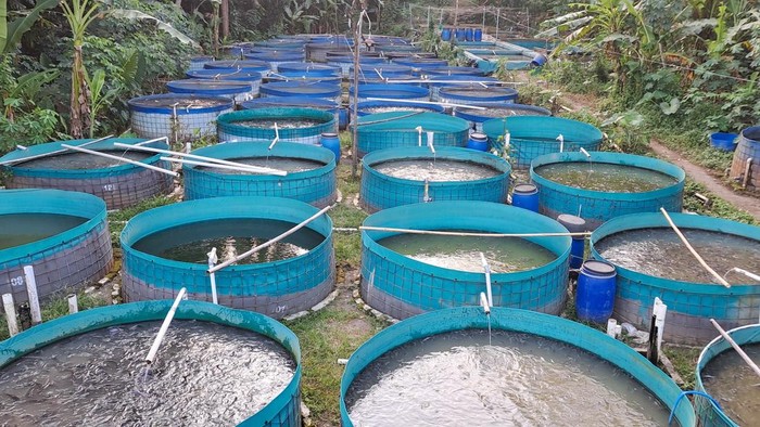 catfish pond using biofloc system. Raising and cultivating fish by using fish ponds made of round or circular tarpaulins that can maximize fish production with a narrow and limited production