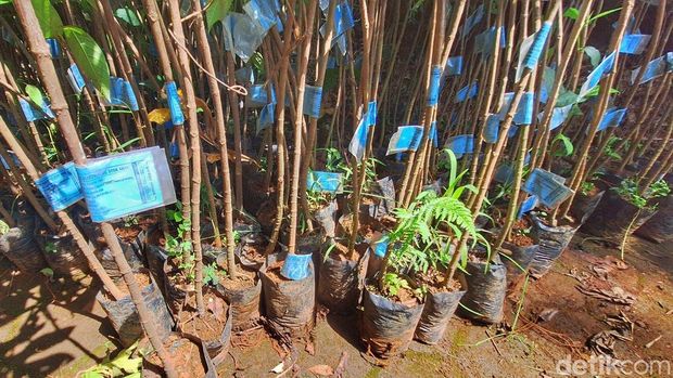 Bibit sukun saat ditanam di Kecamatan Arjasari, Kabupaten Bandung, Minggu (3/5/2026). Bibit sukun saat ditanam di Kecamatan Arjasari, Kabupaten Bandung, Minggu (3/5/2026).