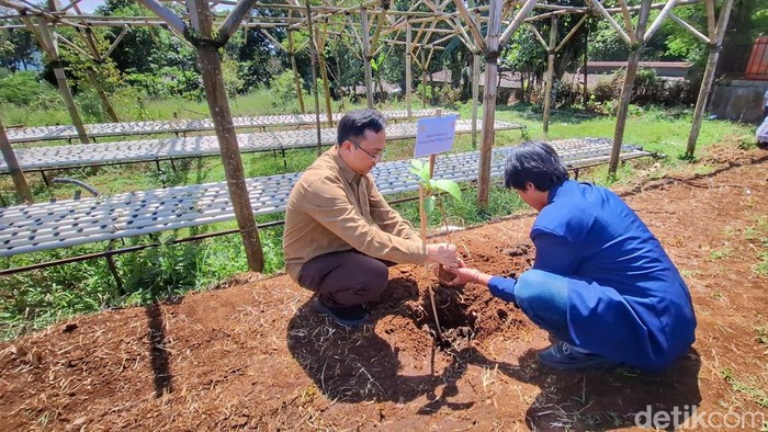 Bibit sukun saat ditanam di Kecamatan Arjasari, Kabupaten Bandung, Minggu (3/5/2026).
