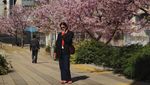 Intip Liburan Claresta Taufan di Jepang, Main Salju-Berburu Sakura